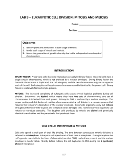LAB 9 &ndash; EUKARYOTIC CELL DIVISION: MITOSIS AND MEIOSIS
