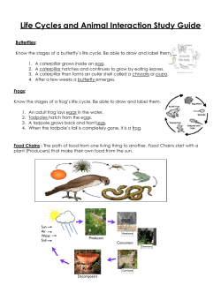 Life Cycles Study Guide