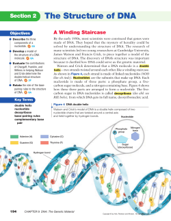 The Structure of DNA