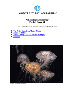 sensory extravaganza - Monterey Bay Aquarium