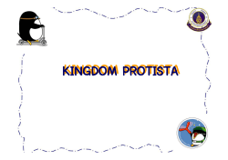 KINGDOM PROTISTA