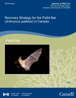 Recovery Strategy for the Pallid Bat (Antrozous pallidus) in Canada