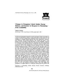 Changes in Orangutan Caloric Intake, Energy Balance, and Ketones