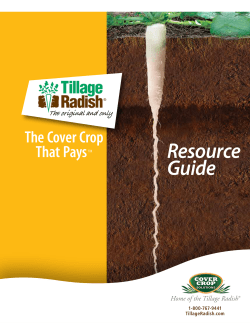 Tillage Radish - Friendly Acres Seed Farm Inc.