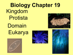 Biology Chapter 19 Kingdom Protista Domain Eukarya