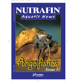 Angelfishes - Rolf C. Hagen Inc.