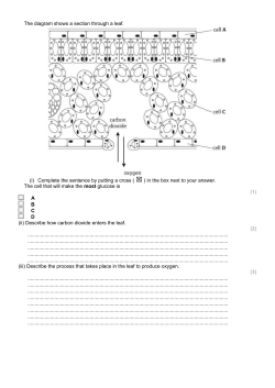 Photosynthesis Question