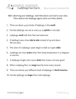 Ladybug Fun Facts