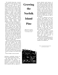 Growing the Norfolk Island Pine