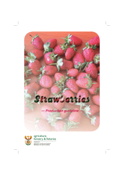 strawberries booklet