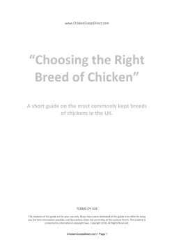 Choosing the Right Breed of Chicken