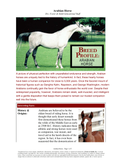Arabian Horse - Drs. Foster and Smith