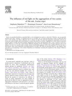 The influence of red light on the aggregation of two castes of the ant