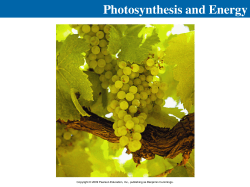 Photosynthesis and Energy
