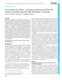 From meiosis to mitosis &ndash; the sperm centrosome defines the kinetics