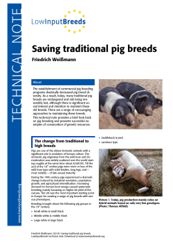 Saving traditional pig breeds