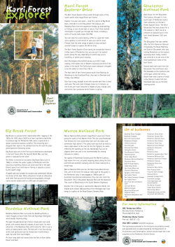 Karri Forest Explorer Drive
