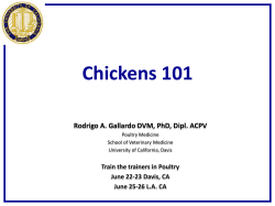 Chickens 101 - UC Cooperative Extension