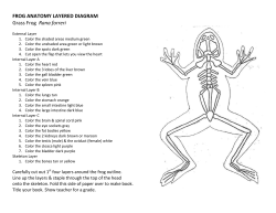 FROG ANATOMY LAYERED DIAGRAM Grass Frog Rana forreri