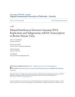 Mutual Interference between Genomic RNA Replication and