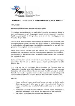 Hip-hip-hippo calf joins the National Zoo`s hippo group