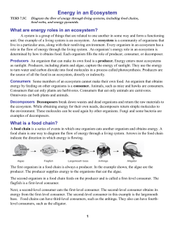Energy in an Ecosystem