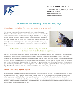 Playing and Cat Toys - Blum Animal Hospital