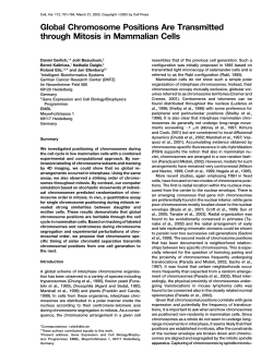 Global Chromosome Positions Are Transmitted through Mitosis in