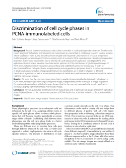 Discrimination of cell cycle phases in PCNA