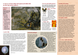 Essential Spider Info - British Arachnological Society