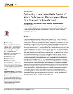 Delineating a New Heterothallic Species of Volvox