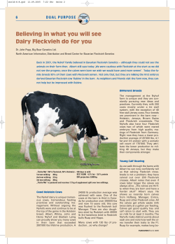 Believing in what you will see Dairy Fleckvieh do for you