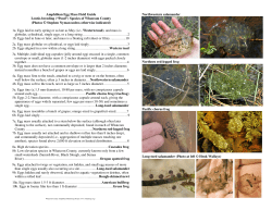 WCAMP Egg Mass Field Guide