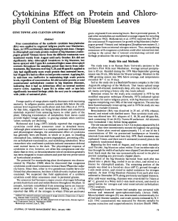 Cytokinins Effect on Protein and Chloro- phyll Content of