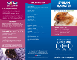 SYRIAN HAMSTER