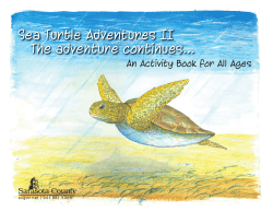 Sea Turtle Activity Book