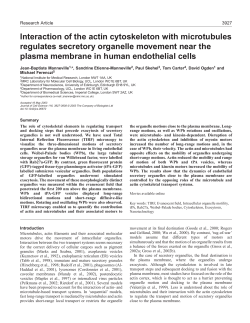 Interaction of the actin cytoskeleton with microtubules regulates