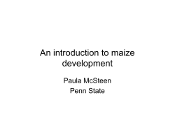 An introduction to maize development