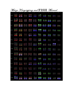 Maize Karyotyping and FISH Manual