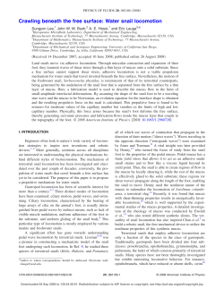Crawling beneath the free surface: Water snail locomotion