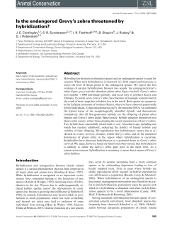 Is the endangered Grevy`s zebra threatened by hybridization?