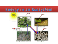 Energy in an Ecosystem