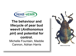 The behaviour and lifecycle of pear bud weevil