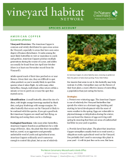 American Copper - The Nature Conservancy