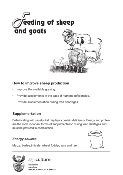 eeding of sheep and goats