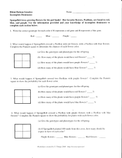 Sponge Bob incomplete dominance