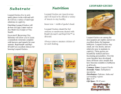 Leopard Gecko - Seaford Pet Emporium