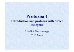 Protozoa 1