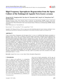 High Frequency Sporophytes Regeneration from the Spore Culture