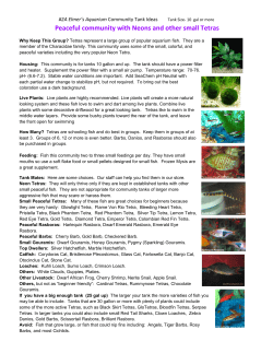 Peaceful community with Neons and other small Tetras